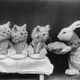 Illustration for article titled Even in the 1870s, humans were obsessed with ridiculous photos of cats
